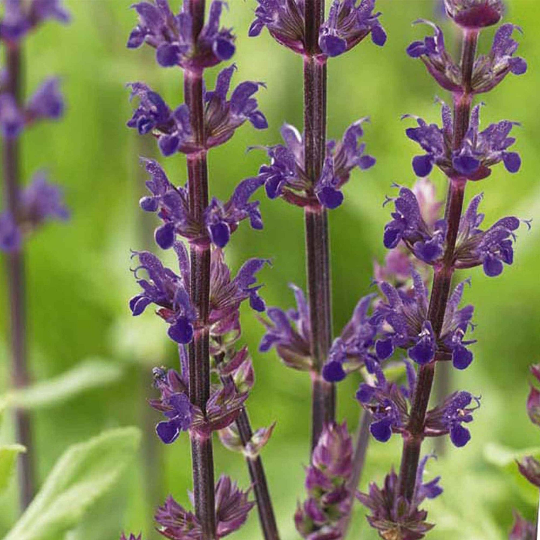 Sauge des bois Caradonna - Salvia nemorosa caradonna - Willemse