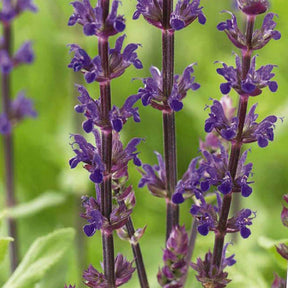 Sauge des bois Caradonna - Salvia nemorosa caradonna - Willemse