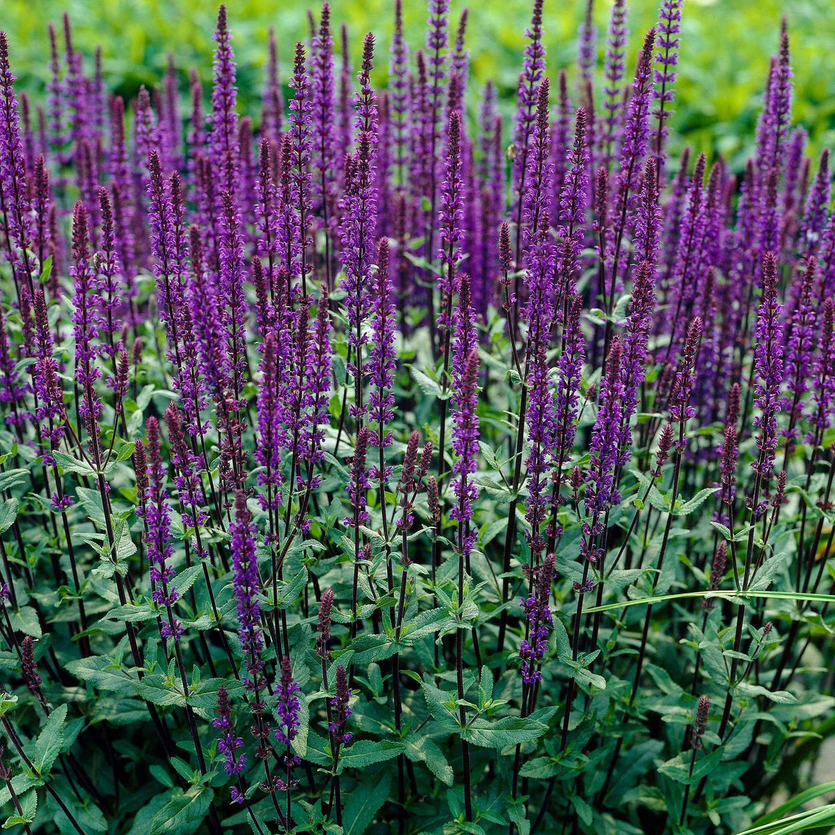 Sauge des bois Caradonna - Willemse