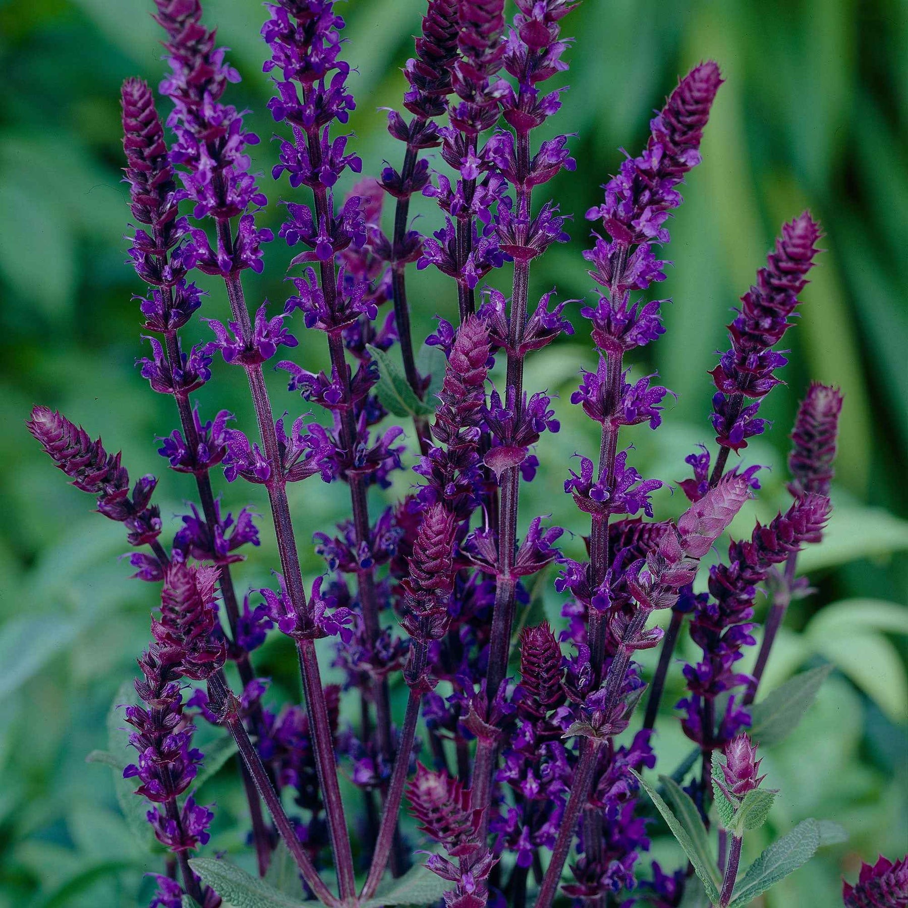 Salvia nemorosa caradonna - Sauge des bois Caradonna - Sauges