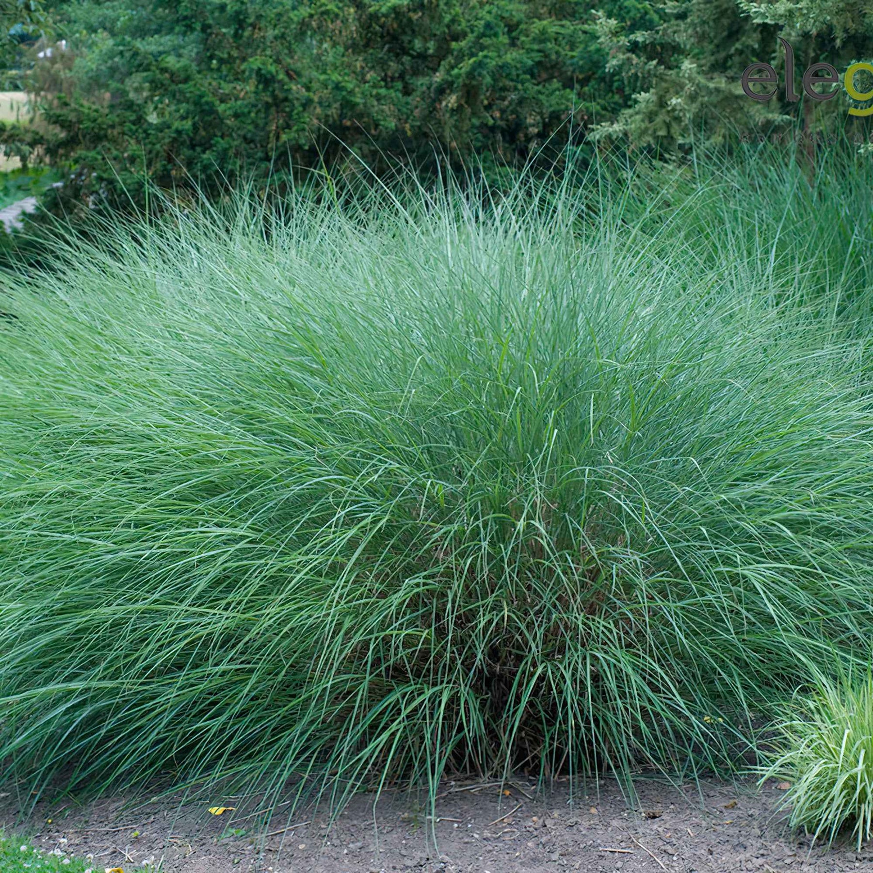 Eulalie Gracillimus - Eulalie - Roseau de Chine - Willemse