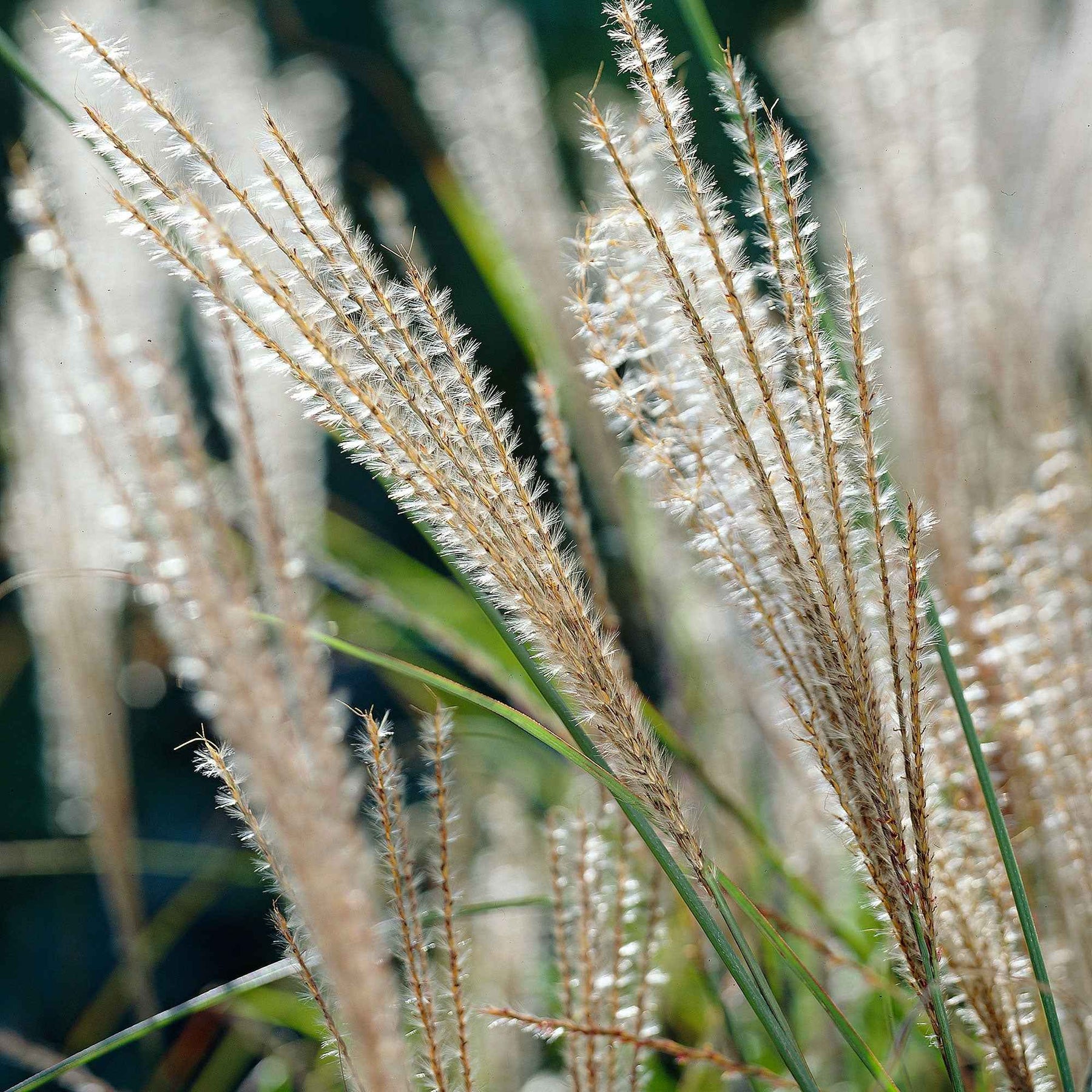 Vente Eulalie Gracillimus