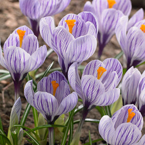 Crocus vernus pick wick - 15 Crocus Pick Wick - Crocus