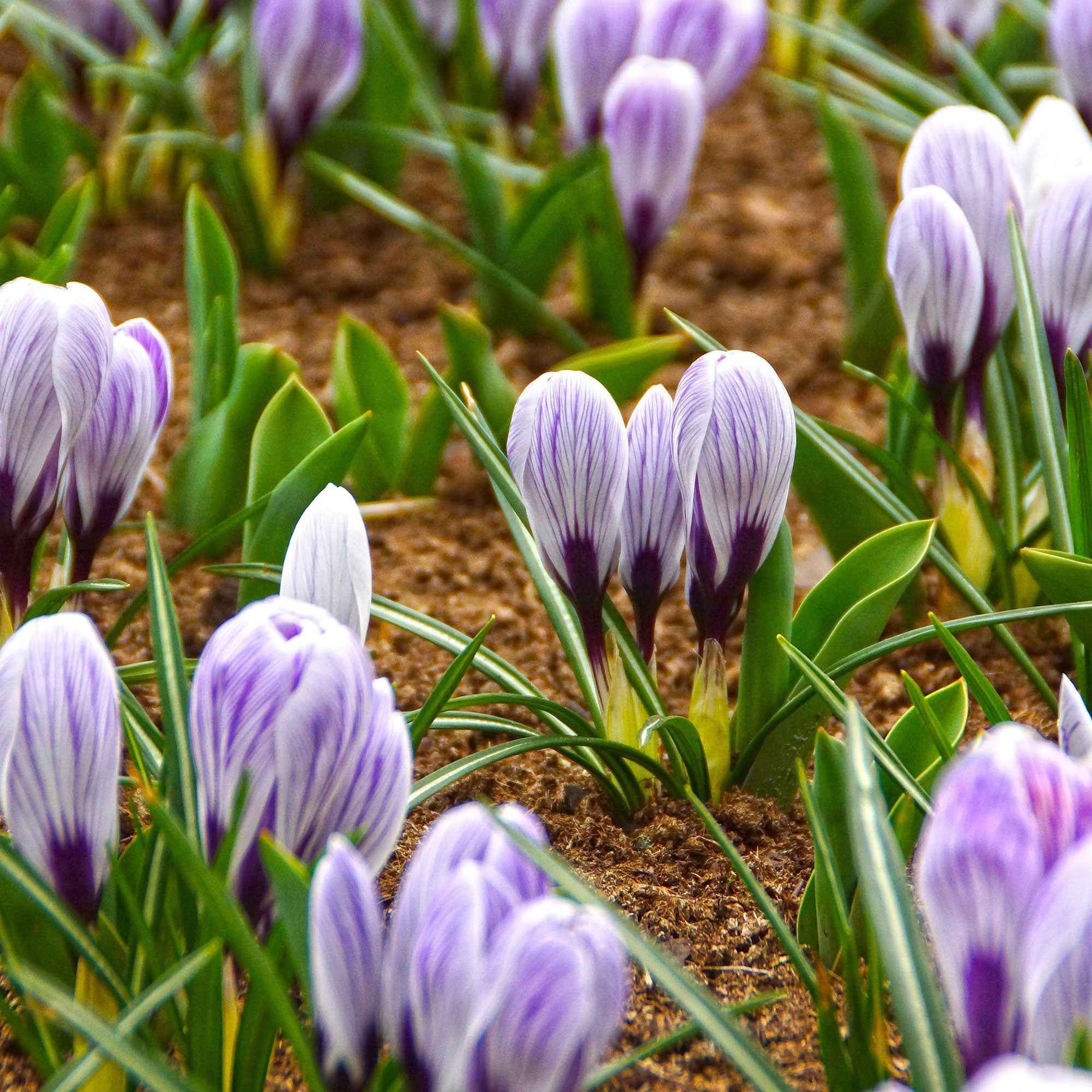 Crocus - 15 Crocus Pick Wick - Crocus vernus pick wick