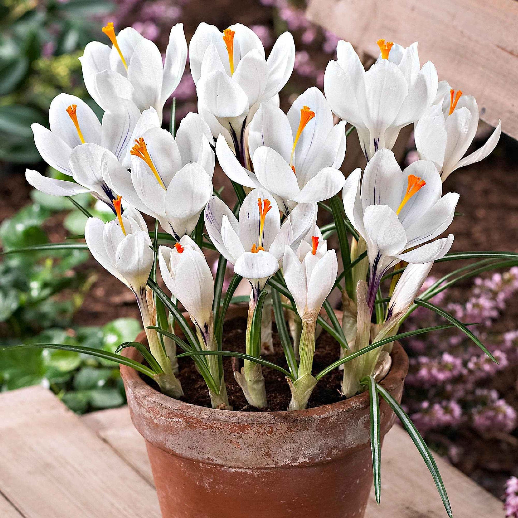 Crocus vernus jeanne d'arc - 15 Crocus Jeanne d'Arc - Crocus