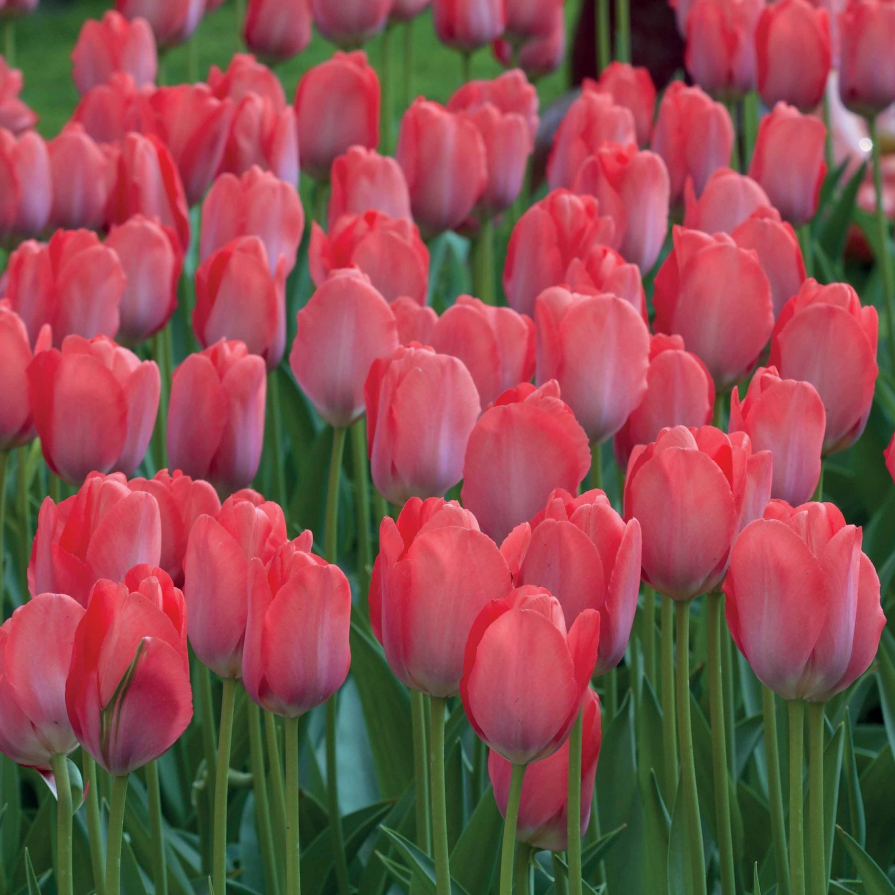 10 Tulipes Van Eijk - Tulipa Van Eijk - Willemse