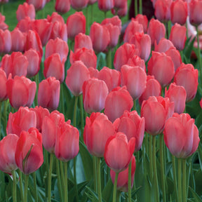 10 Tulipes Van Eijk - Tulipa Van Eijk - Willemse