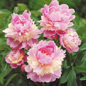 Vente Pivoine Sorbet - Paeonia lactiflora x sorbet