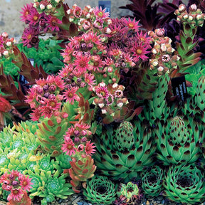 6 Joubarbes en mélange - Sempervivum - Willemse