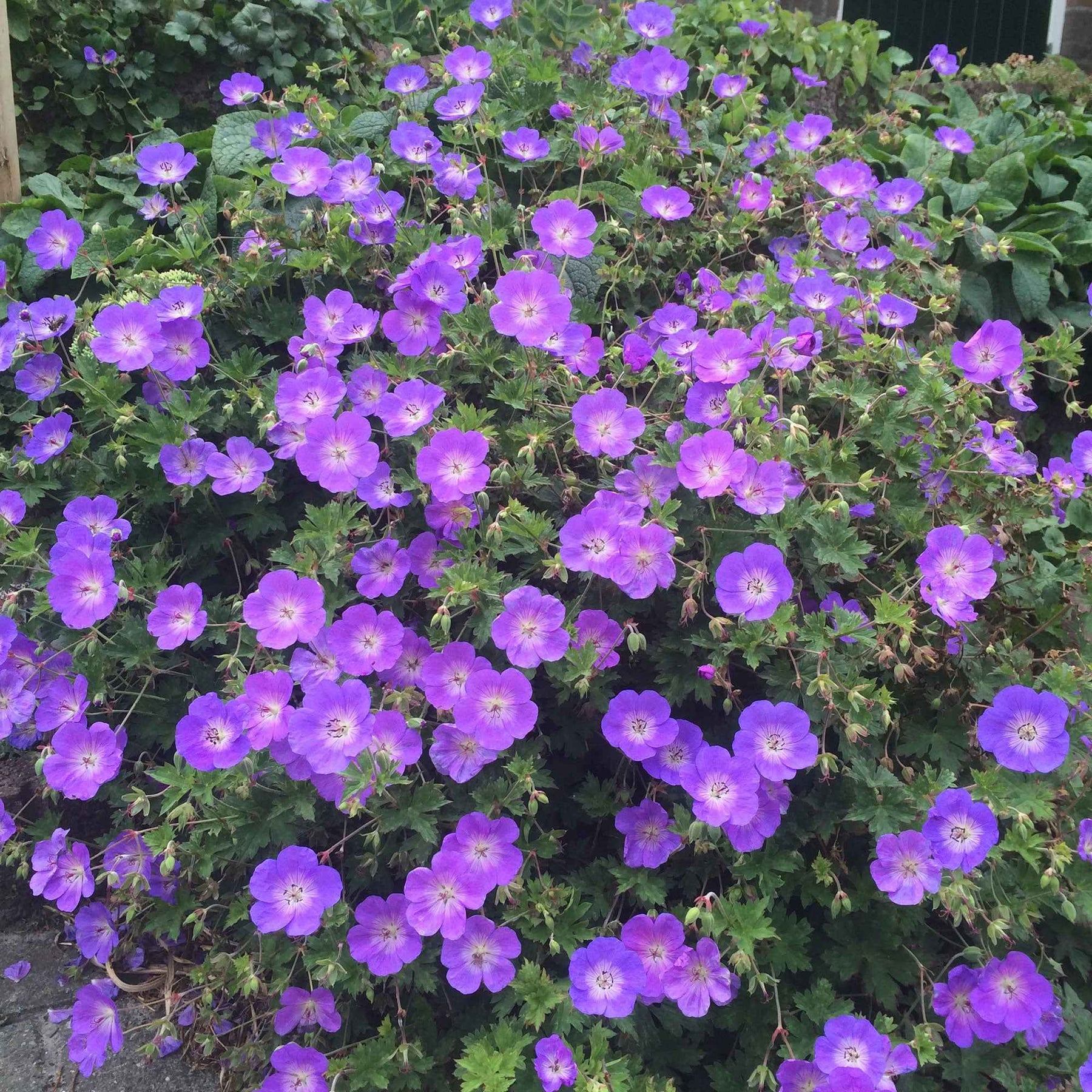 Géraniums vivaces - Géranium vivace Rozanne - Geranium gerwat rozanne