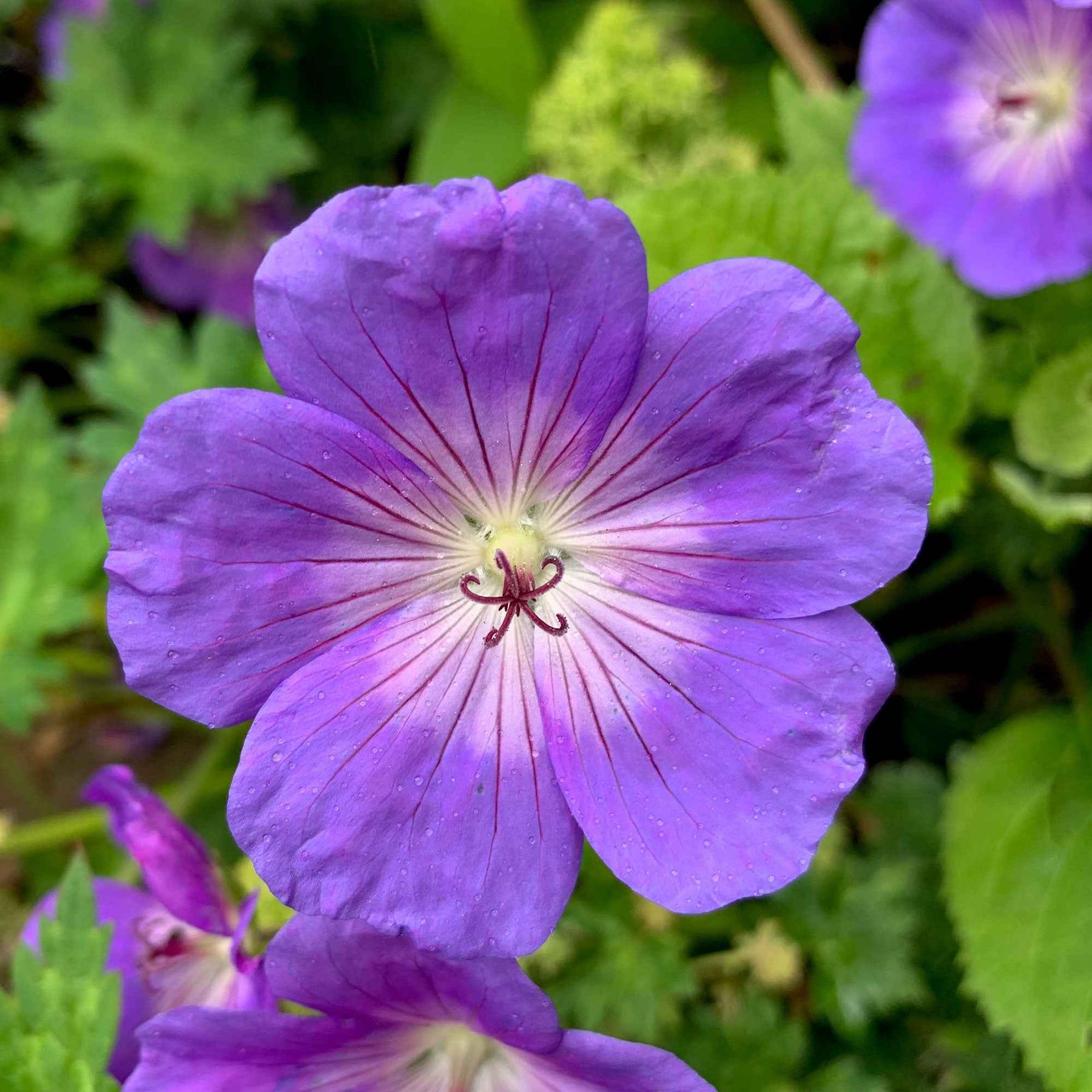 Vente Géranium vivace Rozanne - Geranium gerwat rozanne