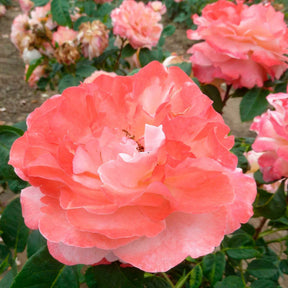 Rosiers à grandes fleurs - Rosier buisson Augusta Louise - Rosa augusta louise