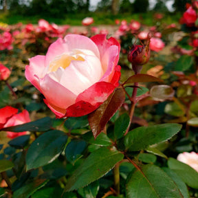 Rosa Nostalgie ® - Rosier buisson Nostalgie ® - Rosiers à grandes fleurs