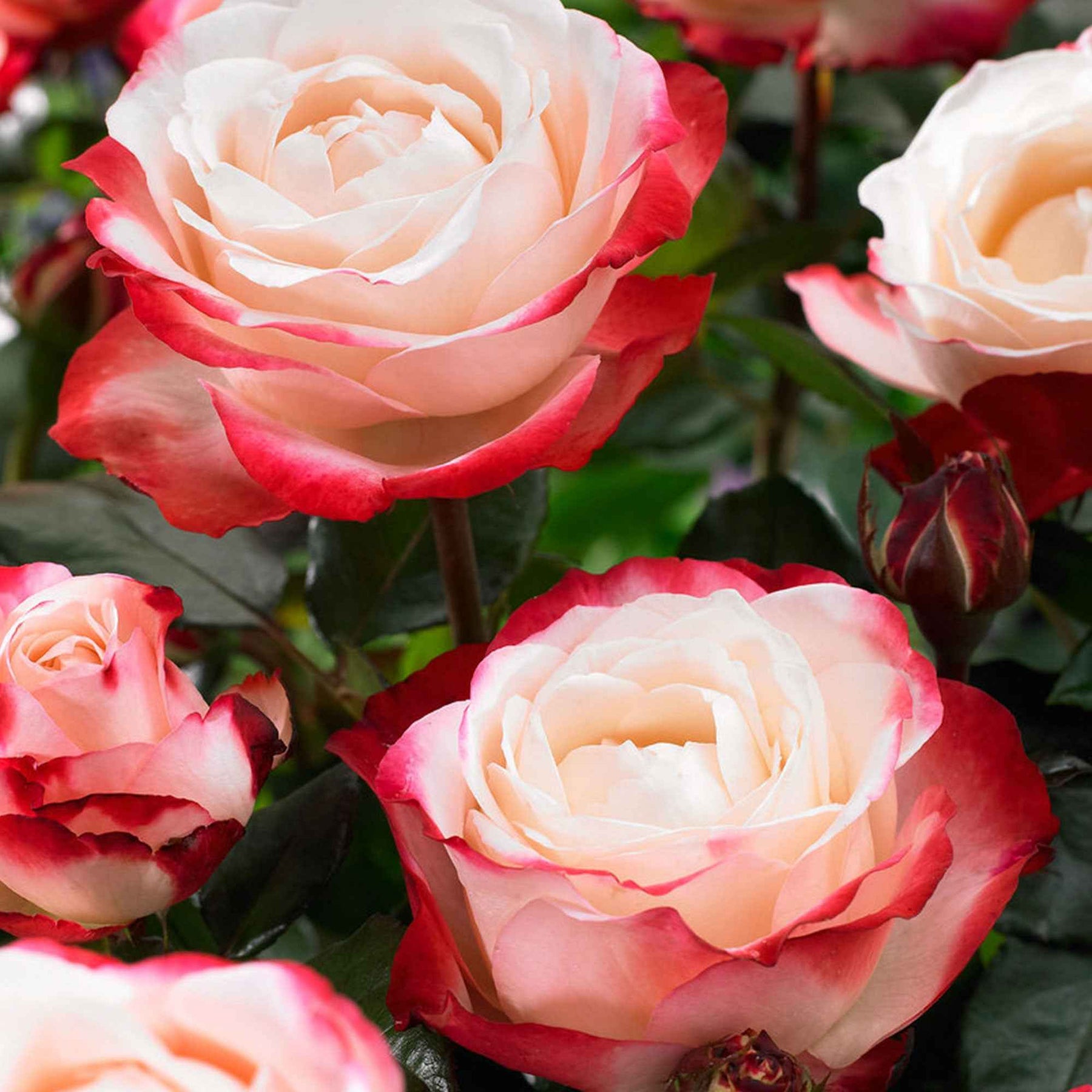 Vente Rosier buisson Nostalgie ®