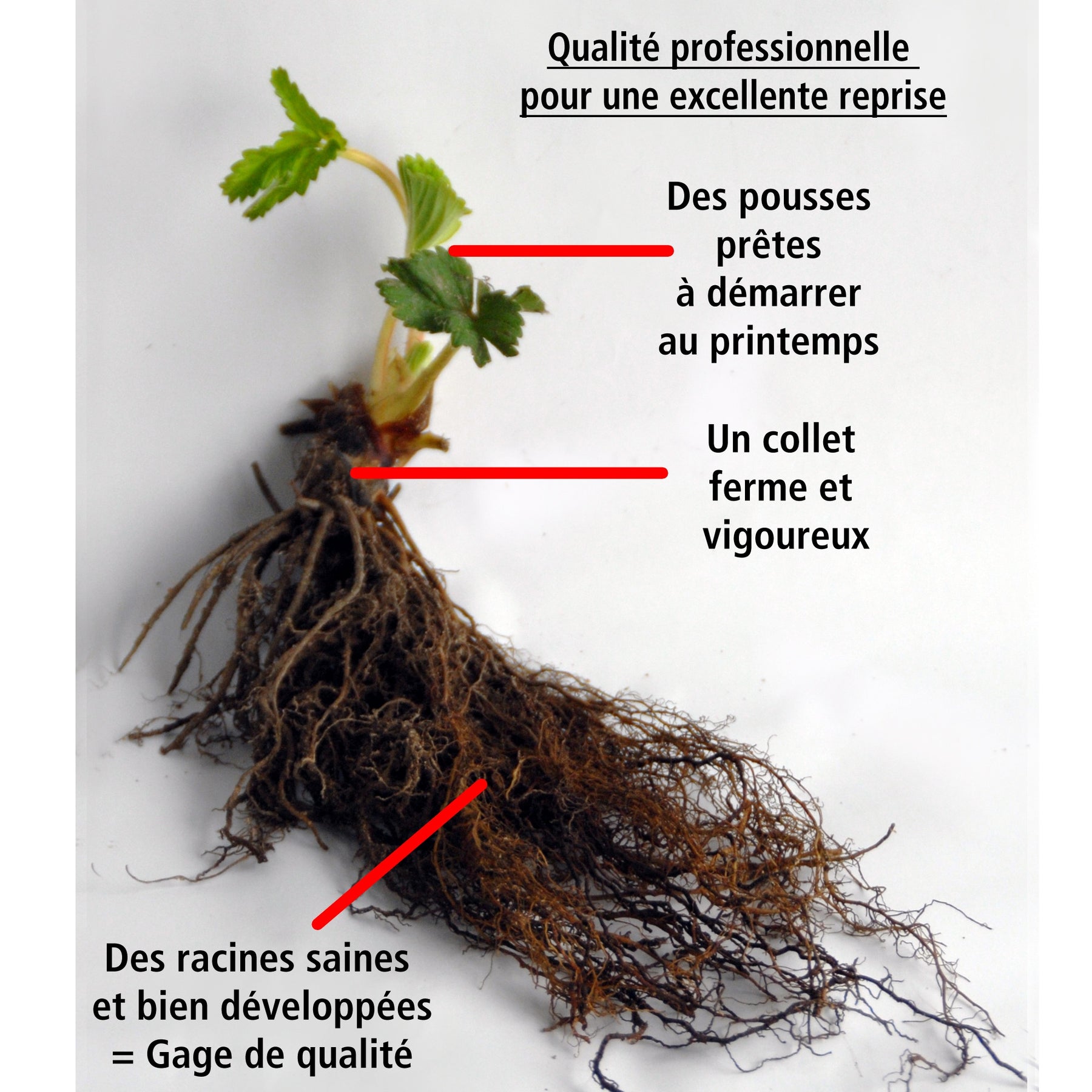 Vente 20 Fraisiers Maxim - Fragaria maxim