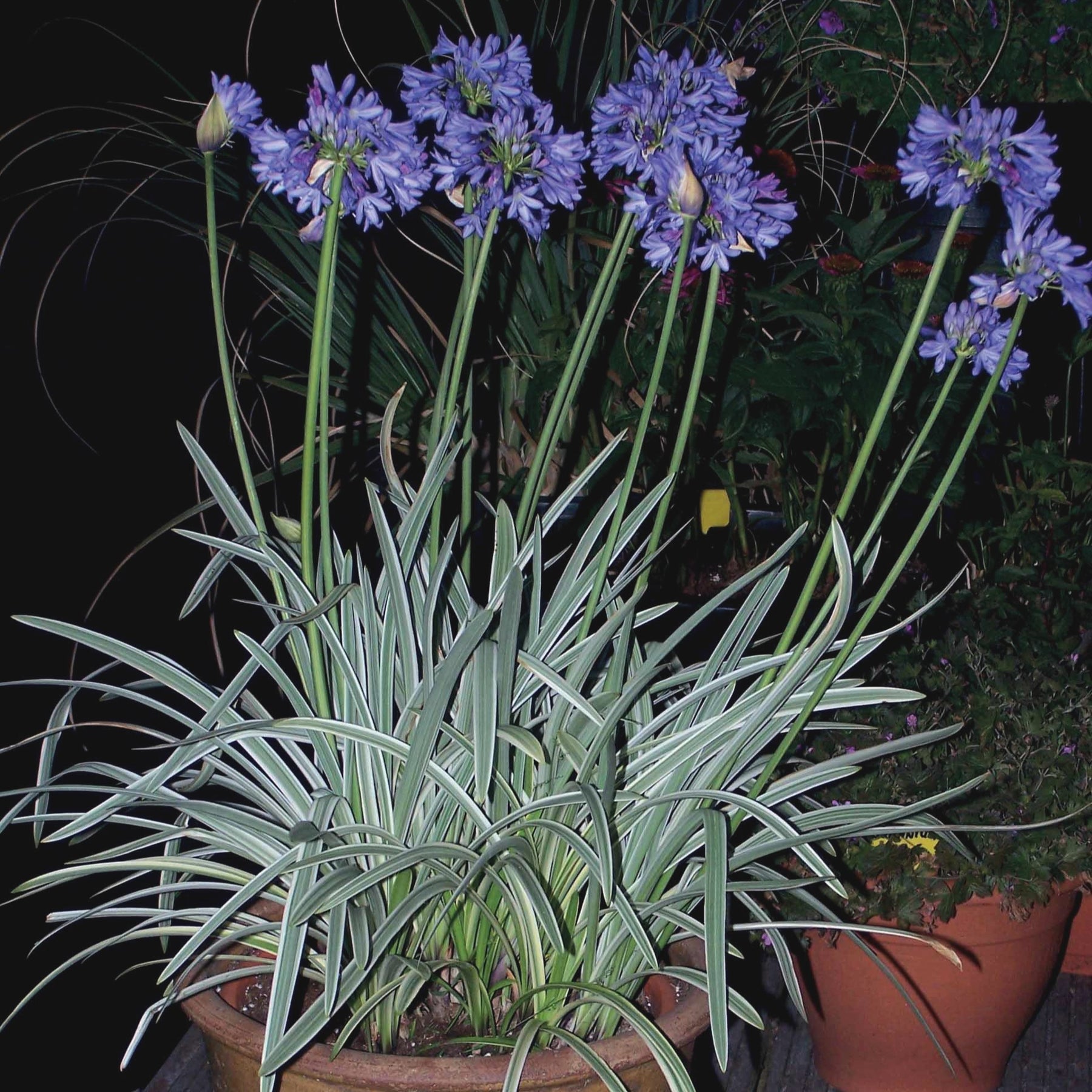Agapanthus Silver Moon - Agapanthe Silver Moon - Agapanthes