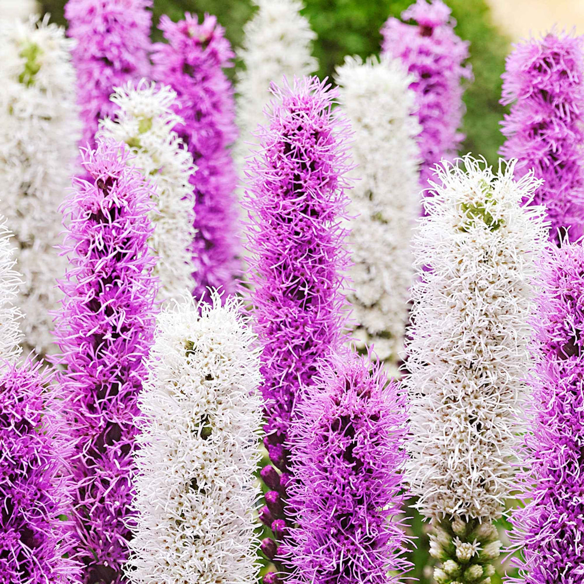 12 Plumes du Kansas mauves et blanches - Liatris spicata - Willemse