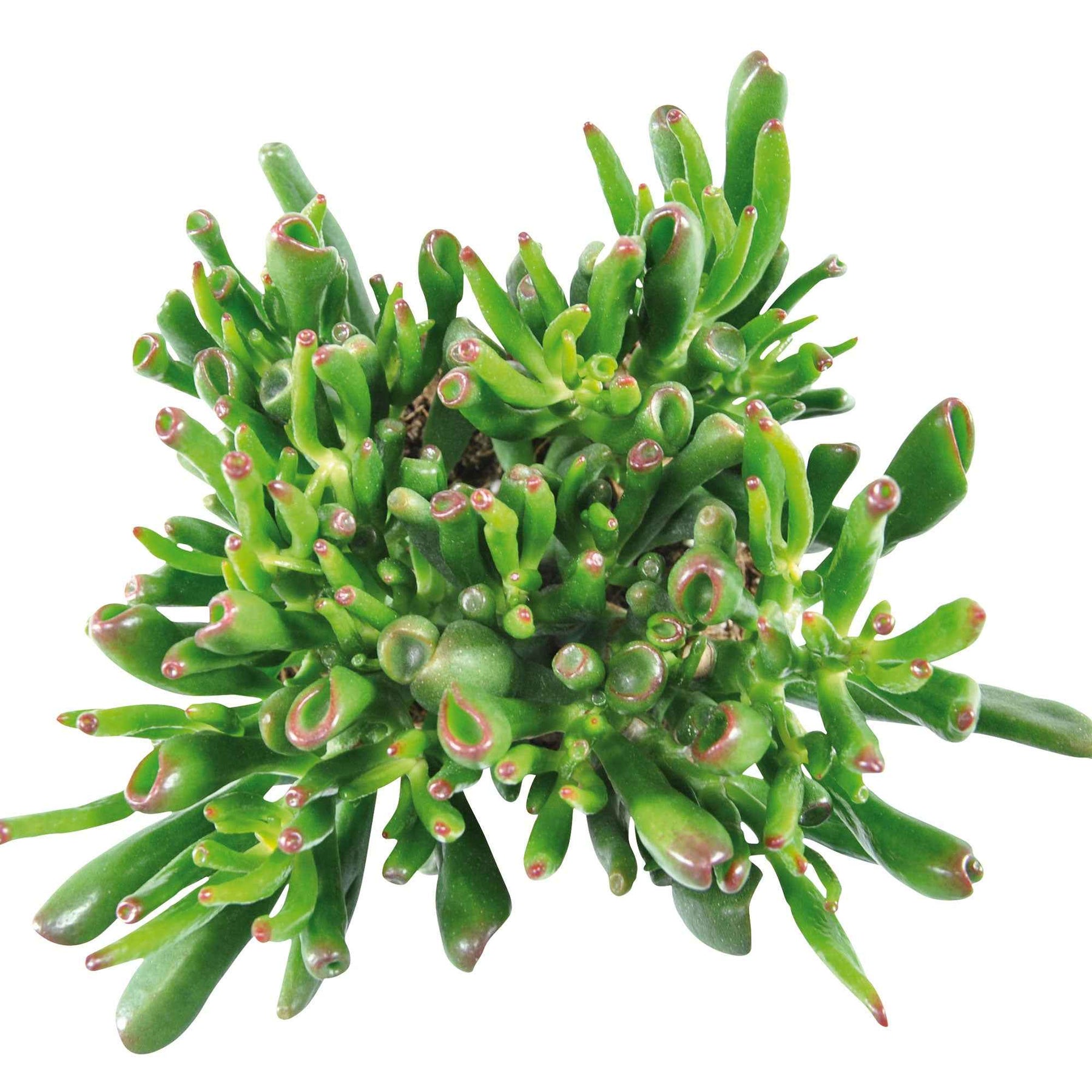 Crassula ovata hobbit - Crassula hobbit - Crassula