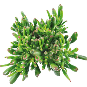 Crassula ovata hobbit - Crassula hobbit - Crassula