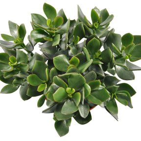 Crassula ovata Hulk' - Crassula ovata hulk - Willemse