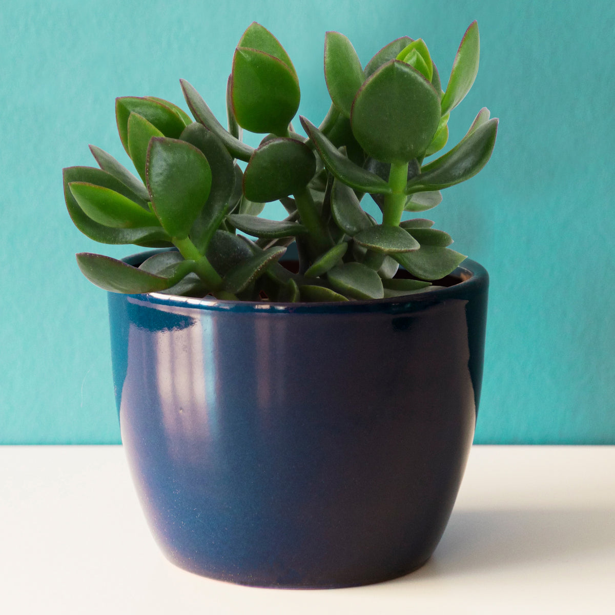 Crassula ovata argentea - Crassula ovata argentea - Willemse