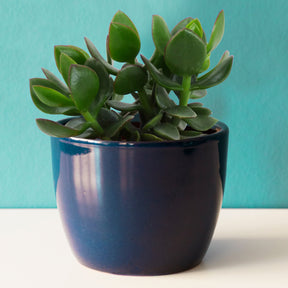 Crassula ovata argentea - Crassula ovata argentea - Willemse