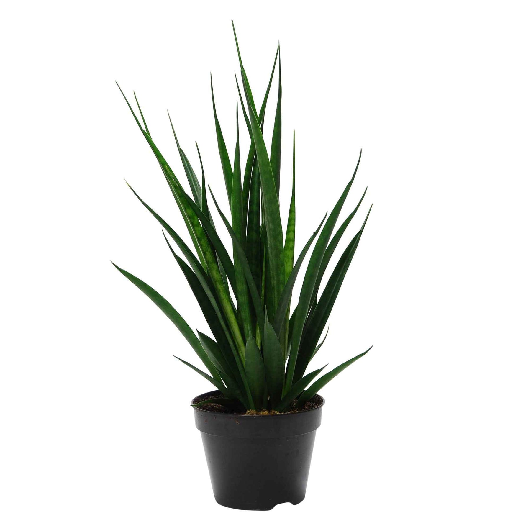 Sansevieria kirkii friends - Sansevière kirkii Friends - Cactus et plantes grasses