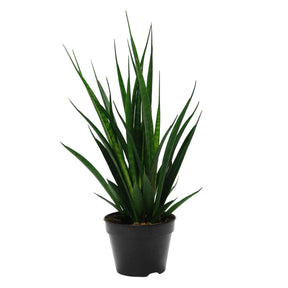 Sansevieria kirkii friends - Sansevière kirkii Friends - Cactus et plantes grasses
