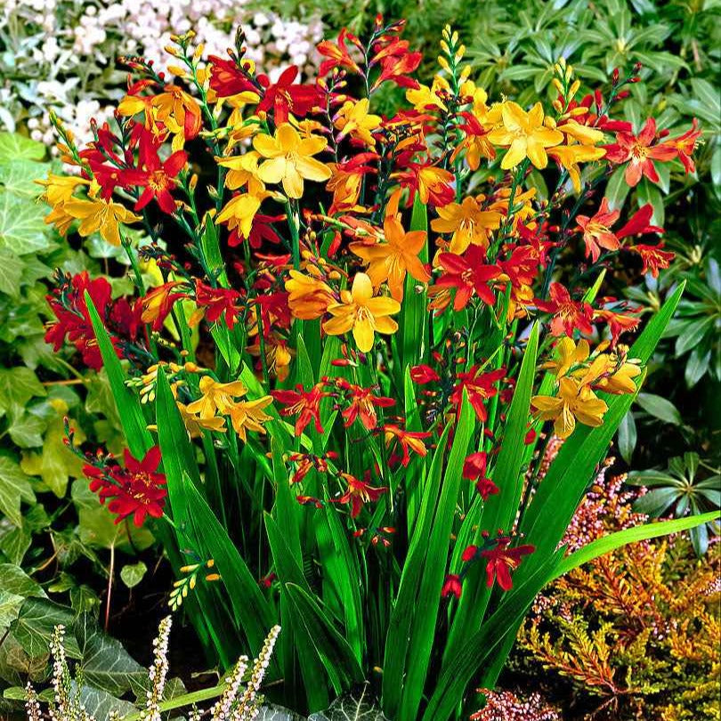 30 Crocosmias en mélange - Crocosmia