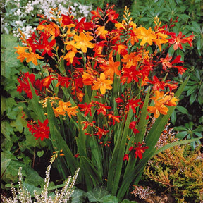 Crocosmia - 30 Crocosmias en mélange - Crocosmia