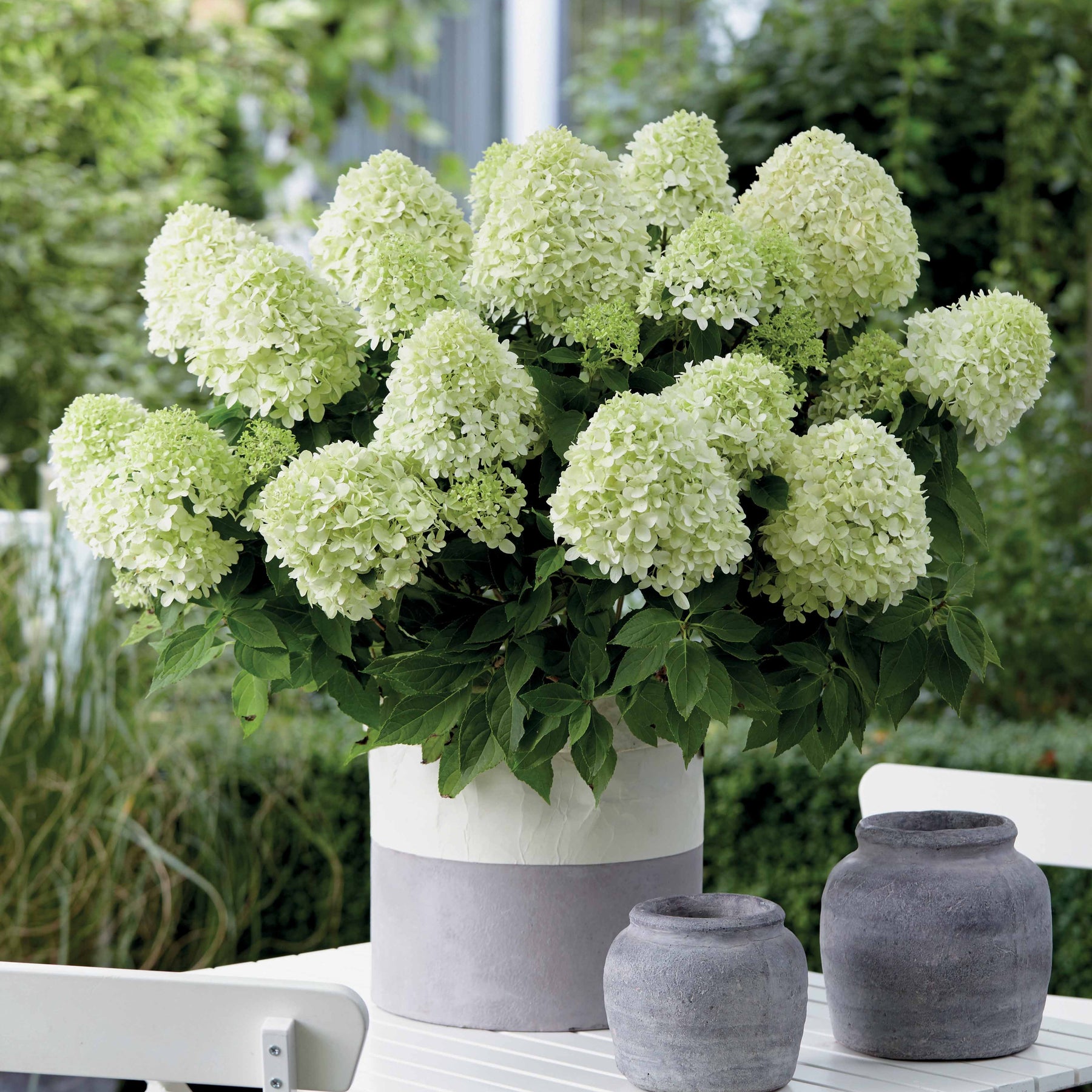 Hortensia paniculé Little Spooky - Willemse