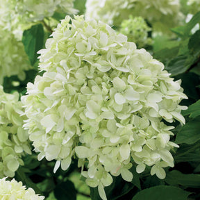 Hortensia paniculé Little Spooky - Hydrangea paniculata little spooky - Willemse