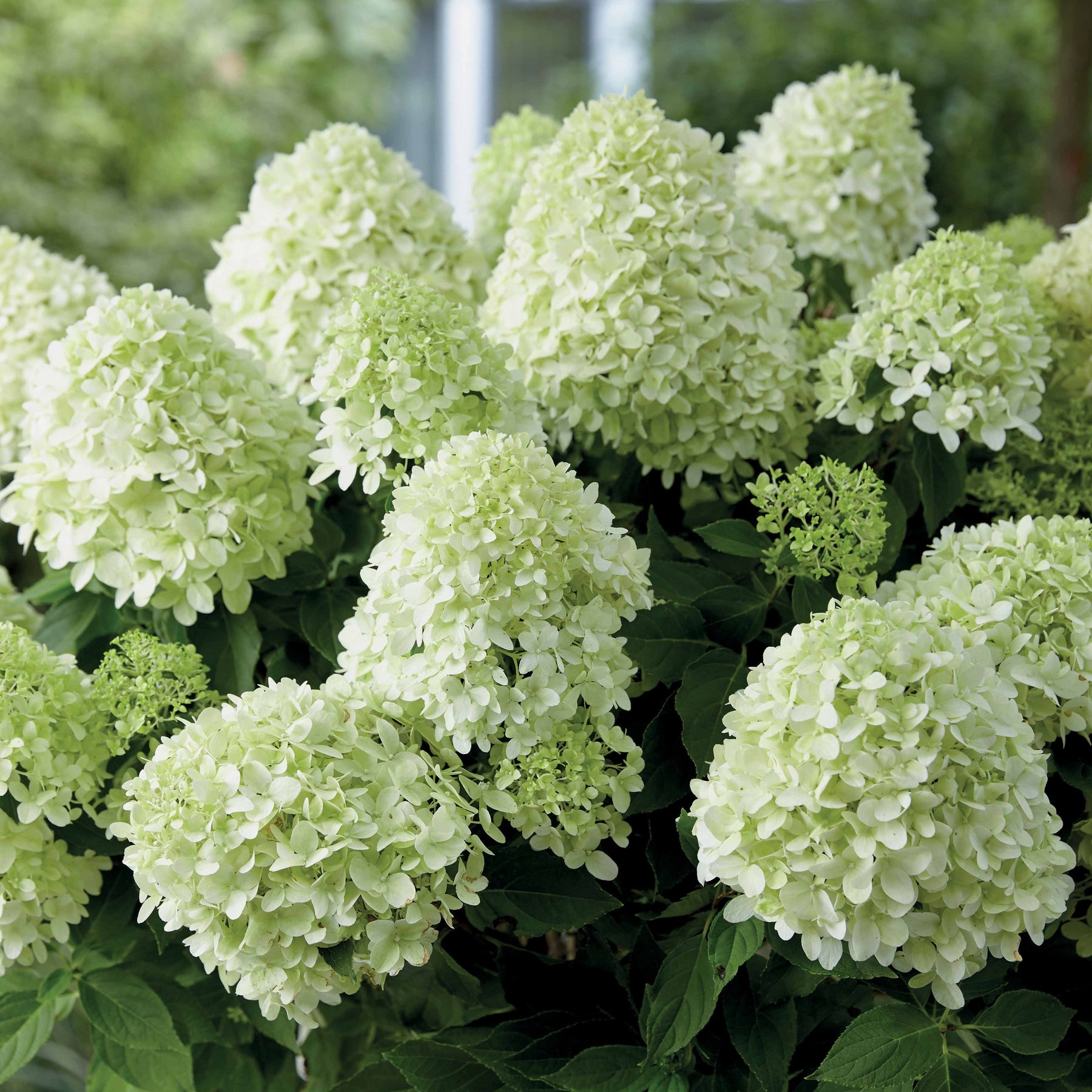 Hydrangea paniculata little spooky - Hortensia paniculé Little Spooky - Hortensia paniculé