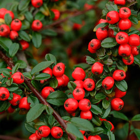 Cotoneaster suecicus Coral Beauty - Cotonéaster - Willemse
