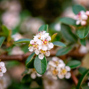 Cotonéaster - Cotoneaster suecicus Coral Beauty - Cotoneaster suecicus Coral Beauty