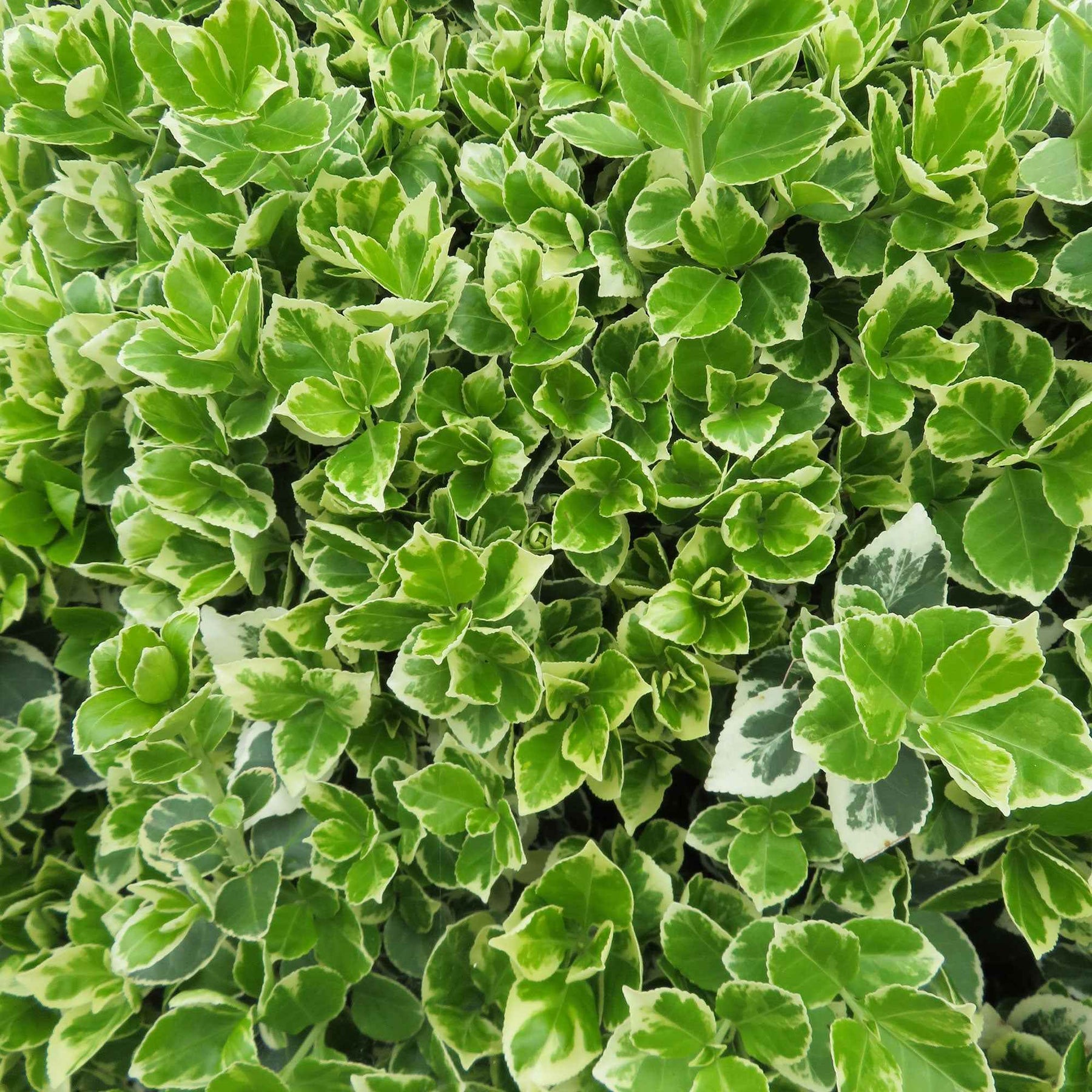 Euonymus fortunei emerald gaiety - Fusain persistant Emerald Gaiety - Fusain