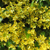 Fusain Emerald and Gold - Willemse
