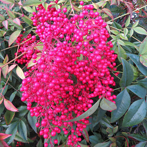 Bambou sacré Fire Power - Nandina - Willemse