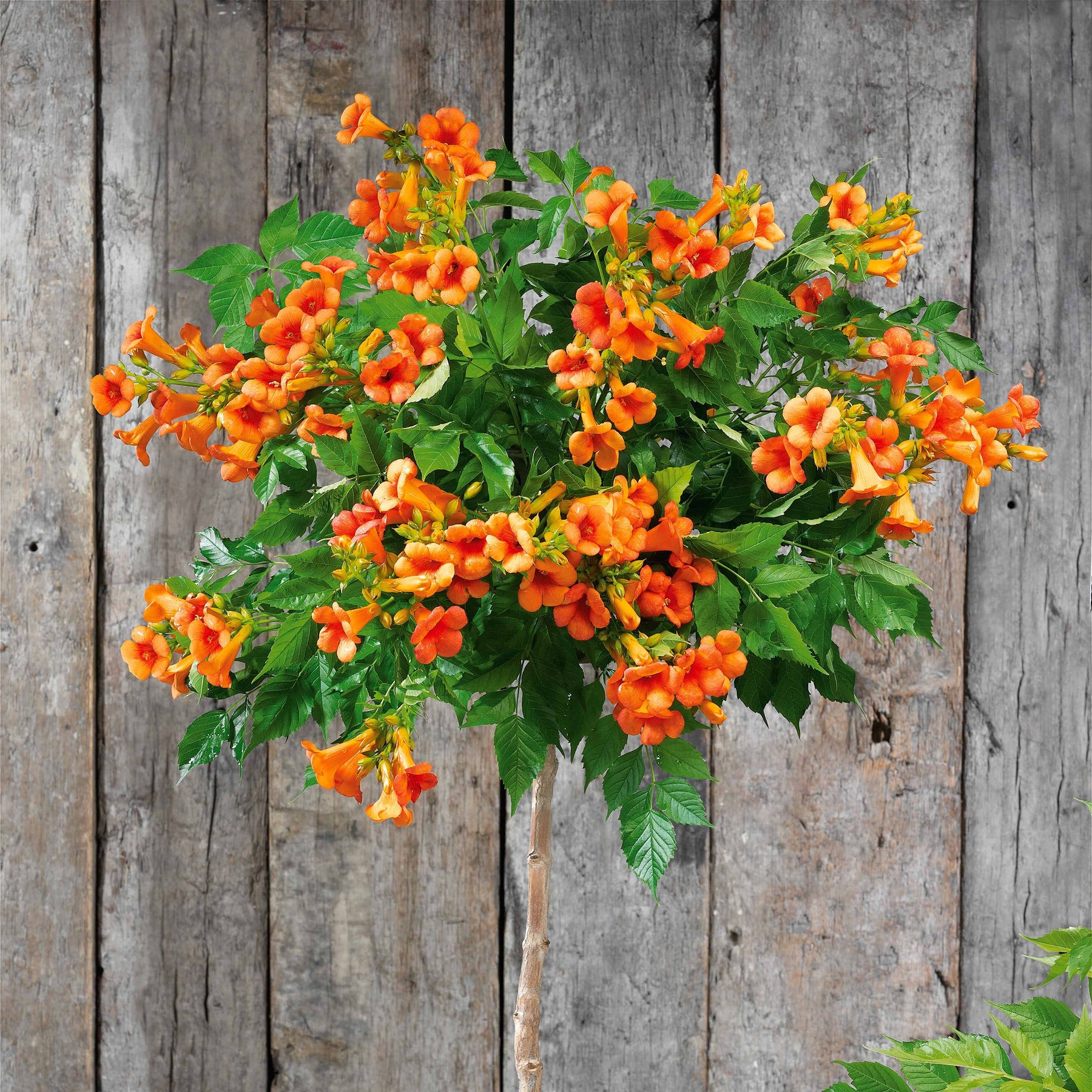 Bignone Indian Summer ® sur tige - Willemse
