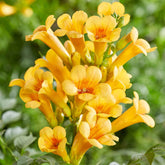 Bignone Trompette jaune - Willemse