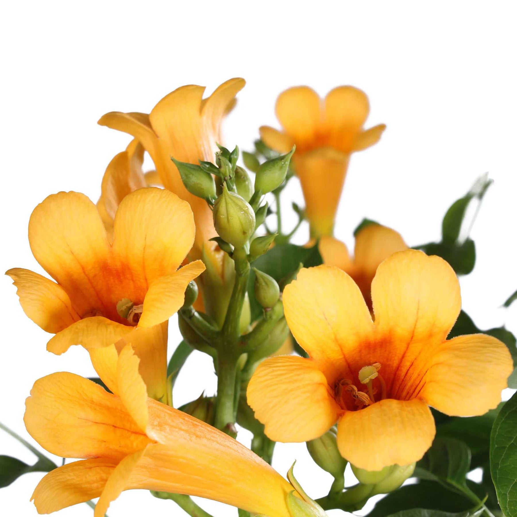 Campsis radicans Yellow Trumpet - Bignone Trompette jaune - Bignone