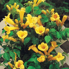 Bignone Trompette jaune - Campsis radicans Yellow Trumpet - Willemse