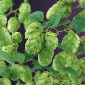Humulus lupulus magnum - Houblon Magnum - Houblons