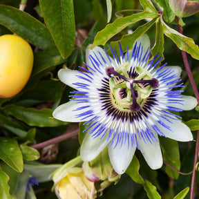 Passiflores - Passiflore bleue - Passiflora caerulea