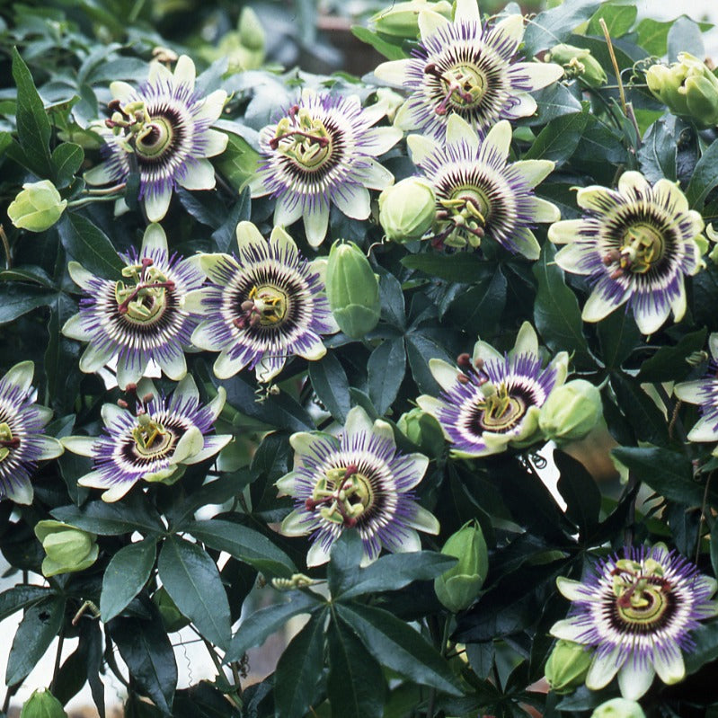 Passiflore bleue - Passiflora caerulea - Willemse