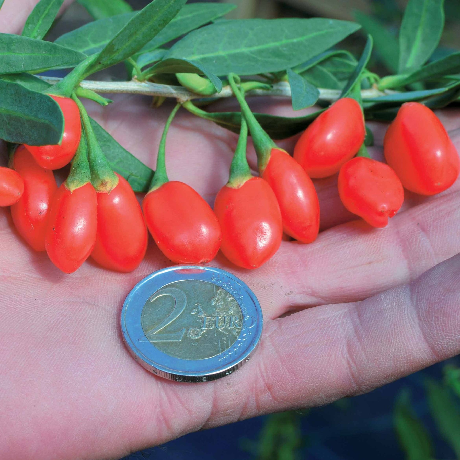 Goji Princess TAO - Lycium barbarum princess tao ® 'fpw03' - Willemse