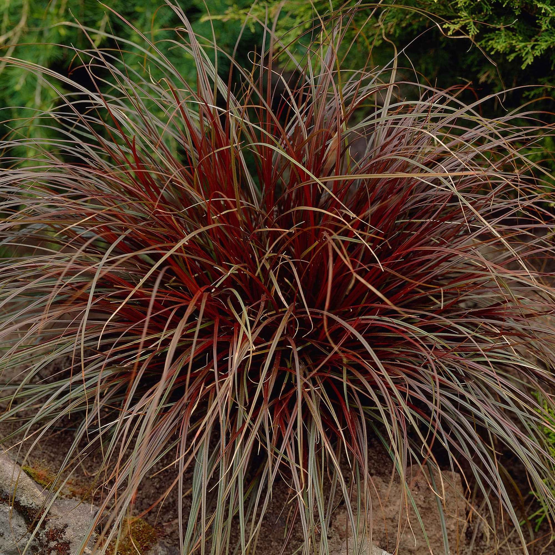Herbe rouge - Willemse