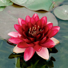 Nénuphar Perry's Almost Black - Nymphaea 'Perry's Almost Black' - Willemse