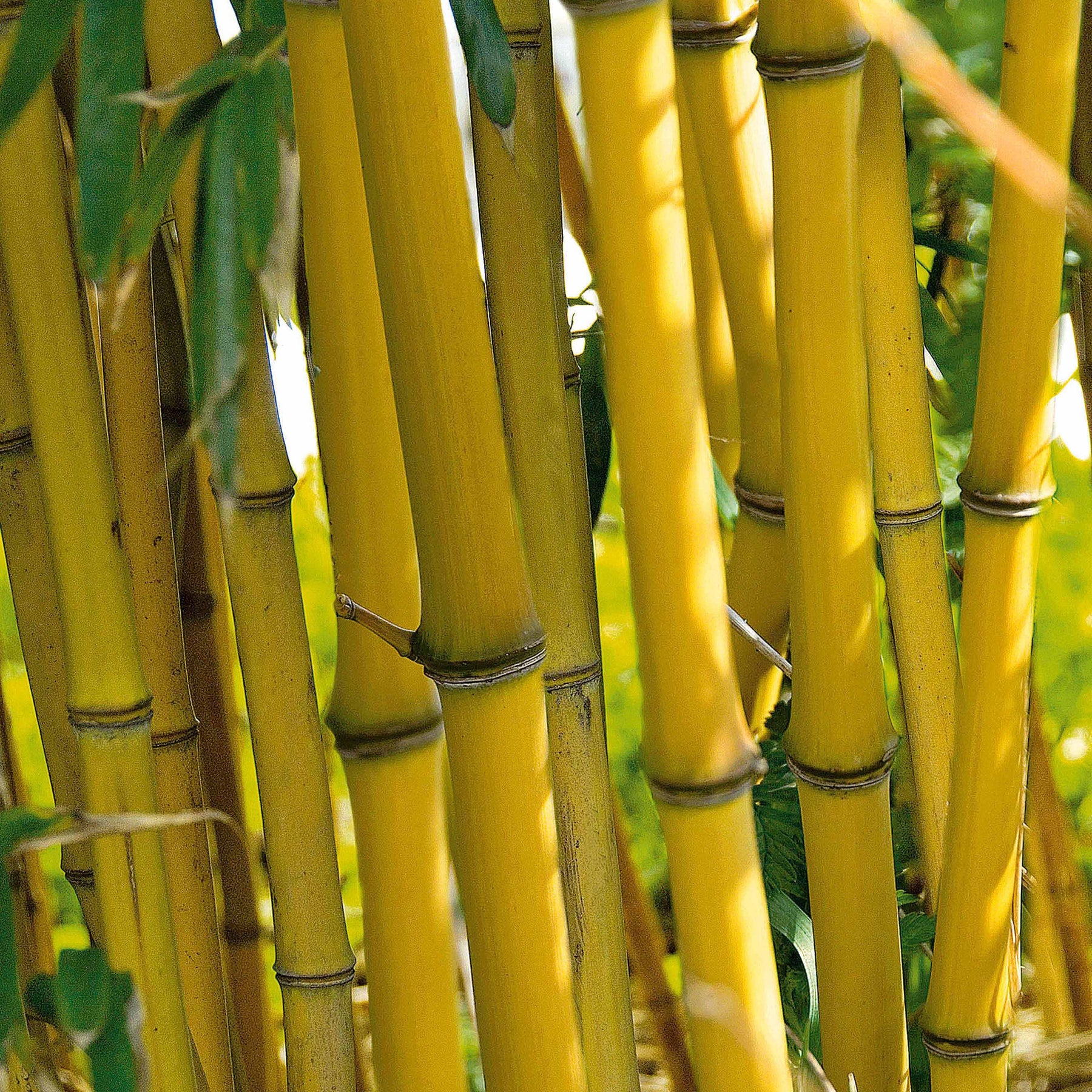 Phyllostachys aureosulcata aureocaulis - Bambou traçant jaune - Bambous