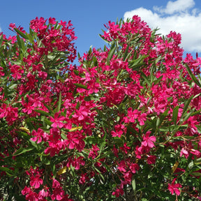 Nerium oleander - Laurier-rose rouge - Lauriers-roses